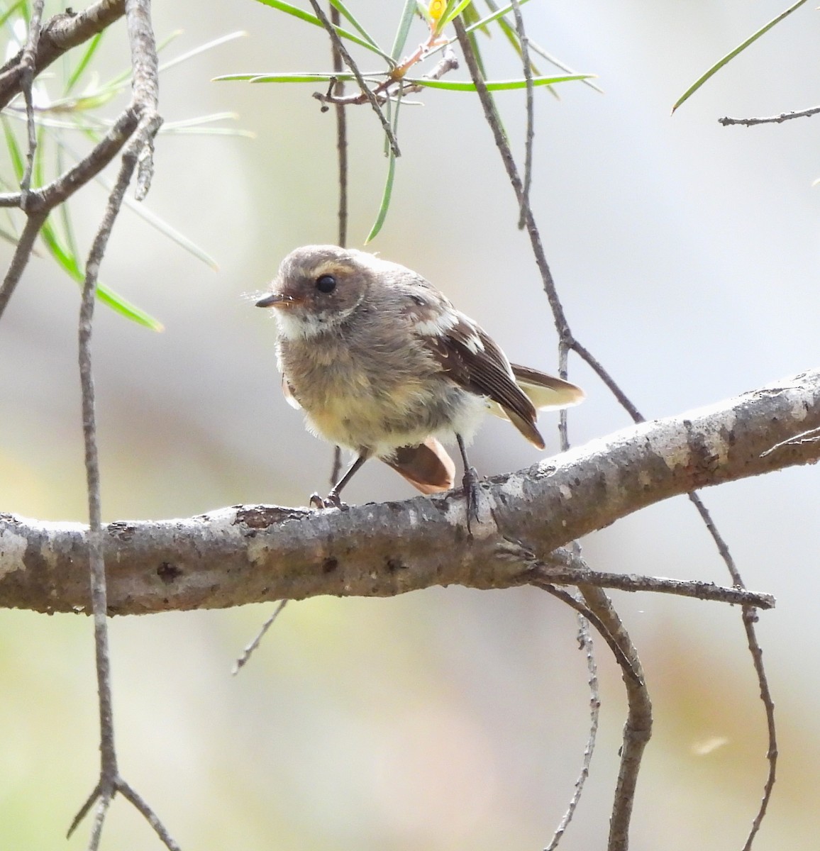 Gray Fantail (alisteri) - ML613239685