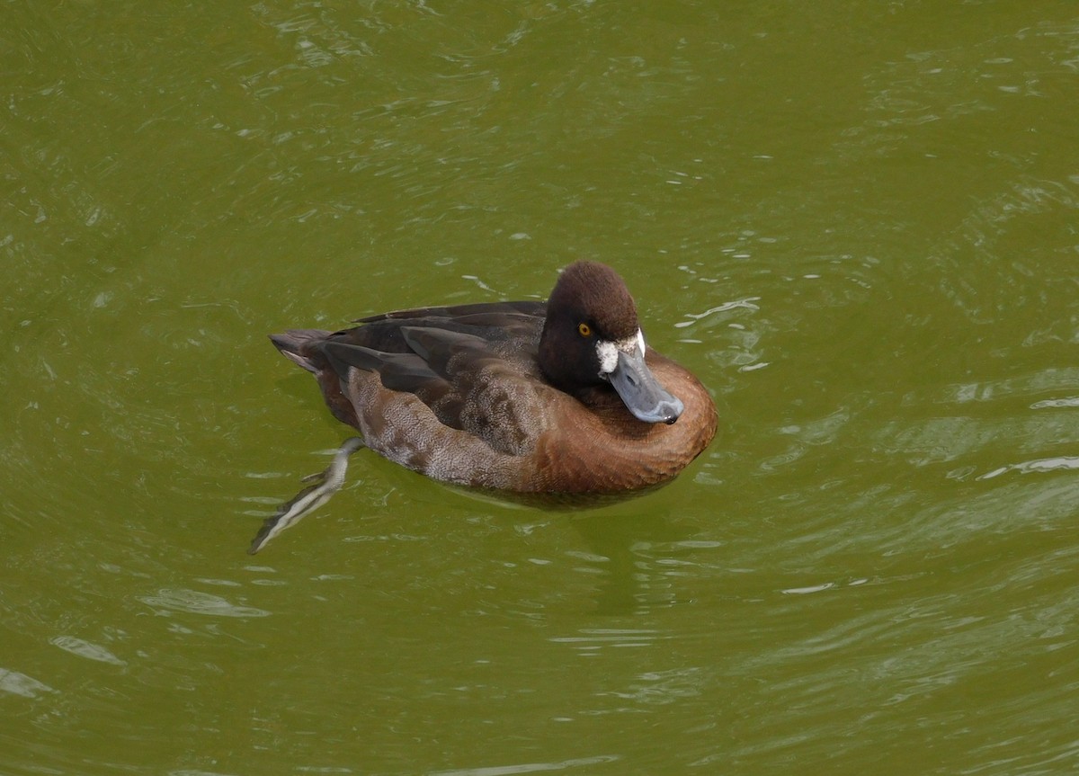 Lesser Scaup - ML613239698