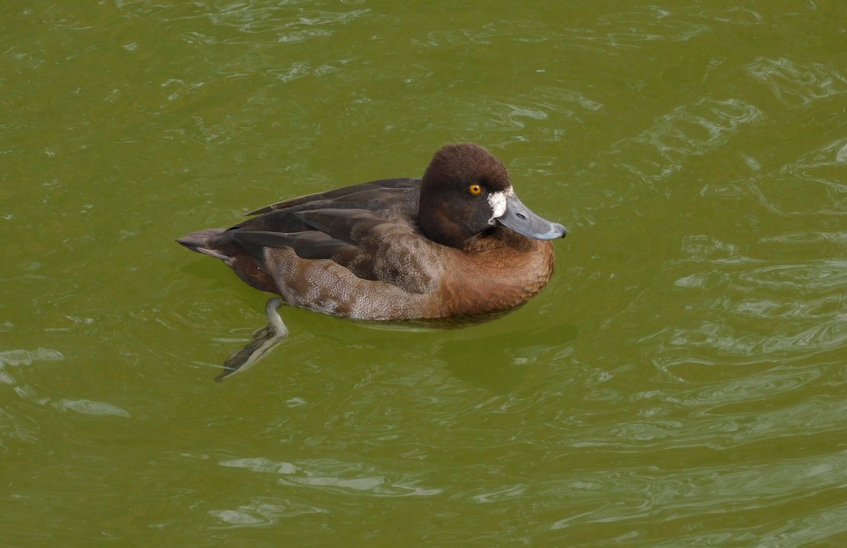 Lesser Scaup - ML613239699