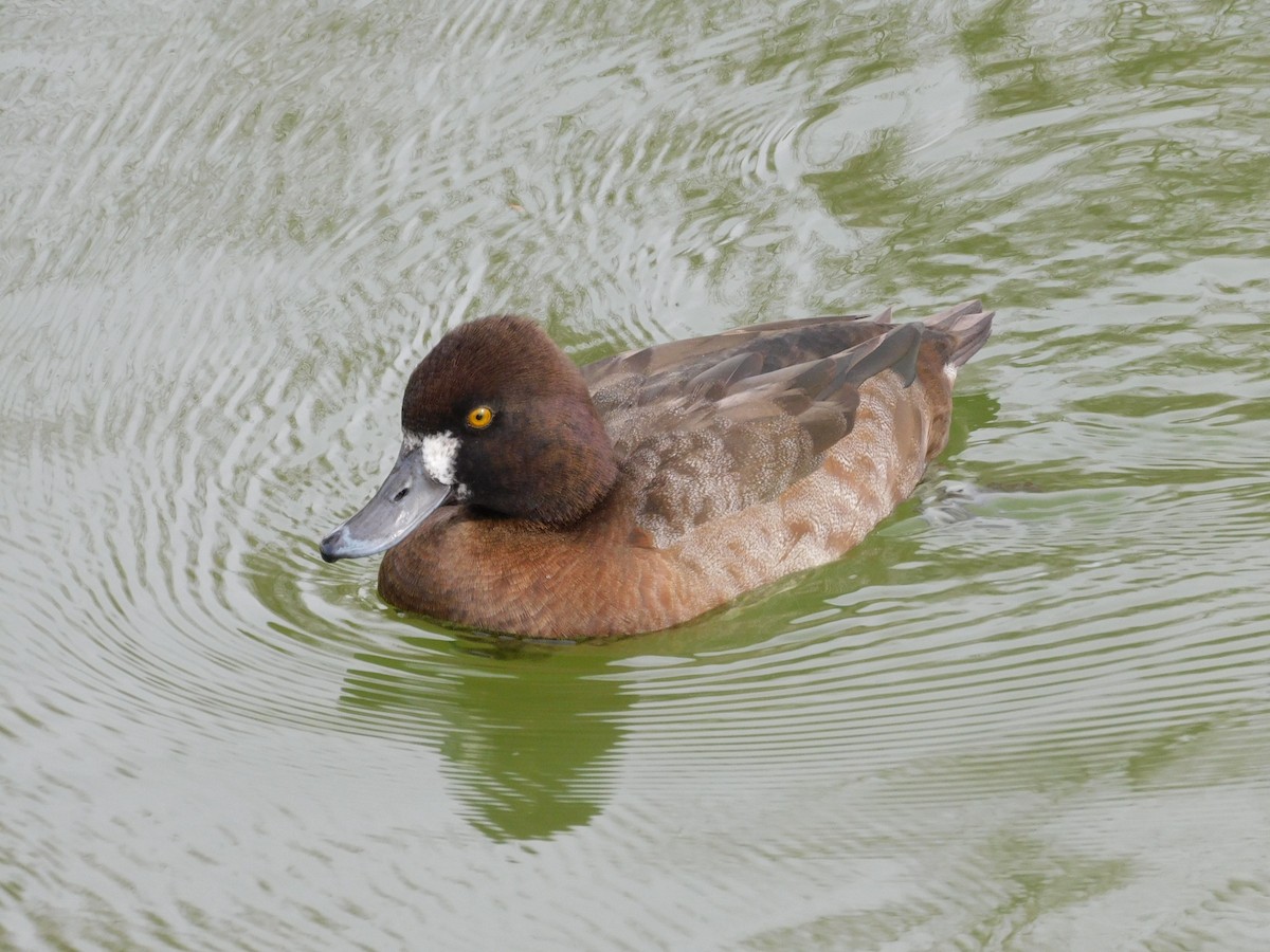 Lesser Scaup - ML613239702