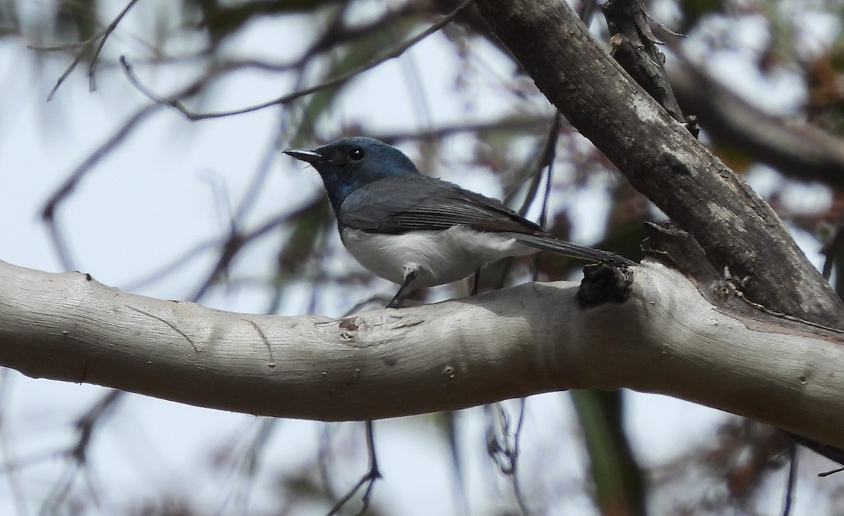 Leaden Flycatcher - ML613239706