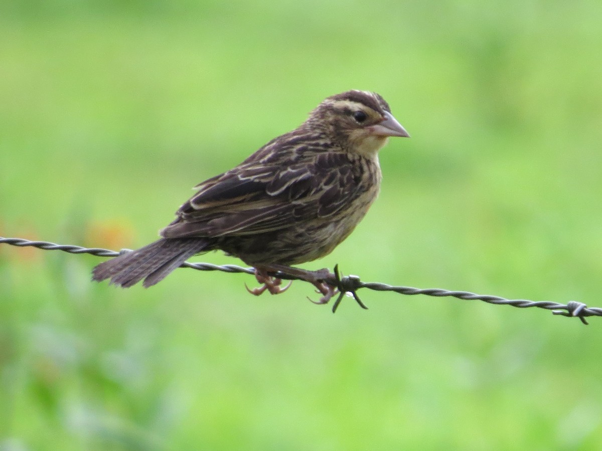 Red-breasted Meadowlark - ML61323971