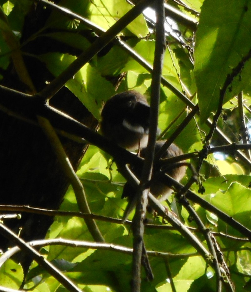 New Zealand Fantail - Teresa Matheson