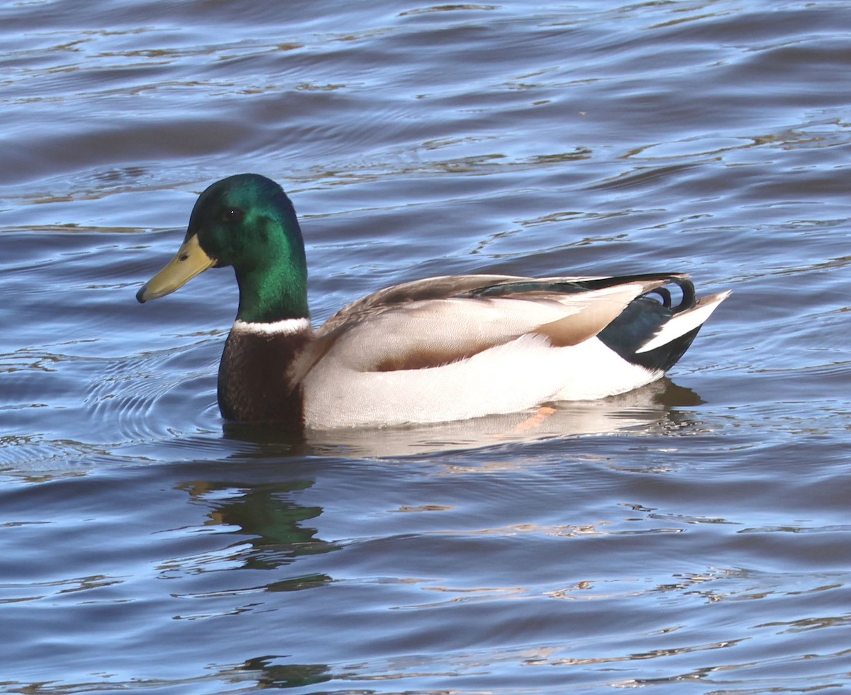 Mallard - ML613239797