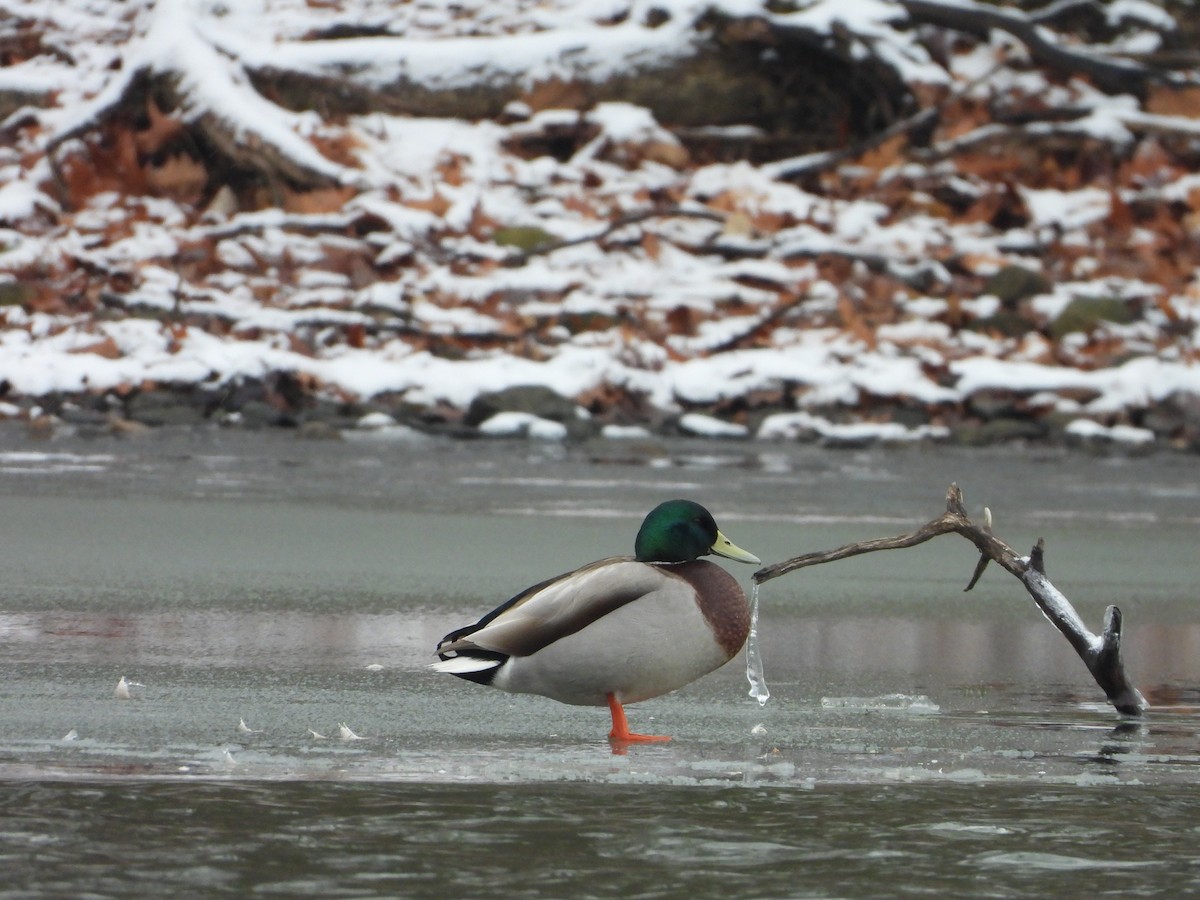 Canard colvert - ML613239844