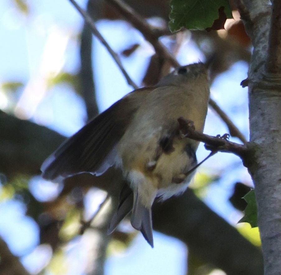 Ruby-crowned Kinglet - ML613239874