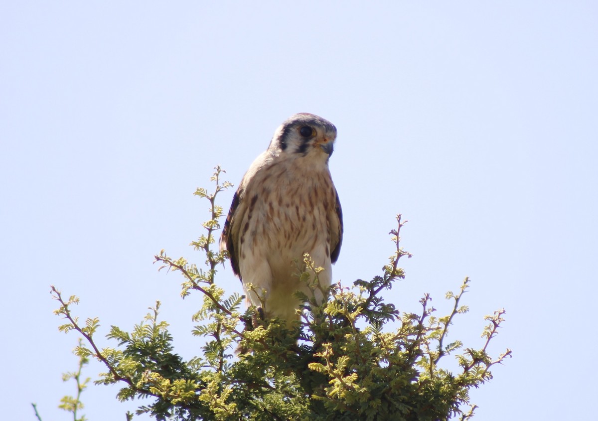 American Kestrel - ML613239901