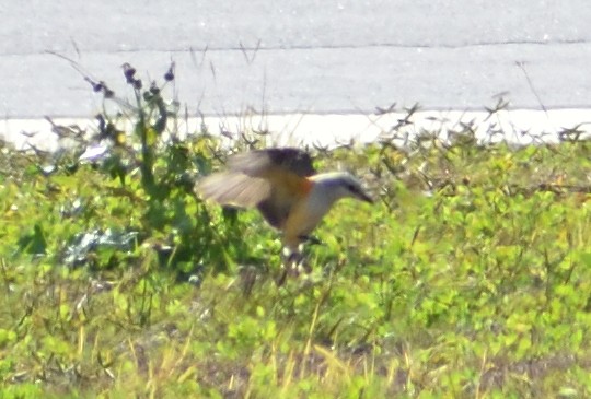 Scissor-tailed Flycatcher - ML613239958