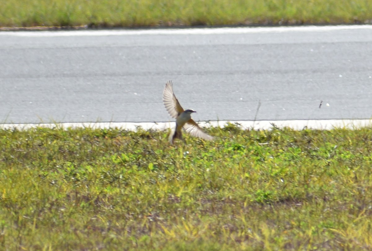 Scissor-tailed Flycatcher - ML613239960