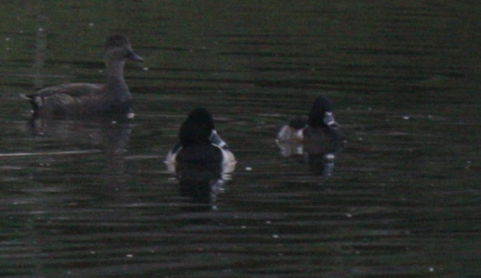 Ring-necked Duck - ML613240054