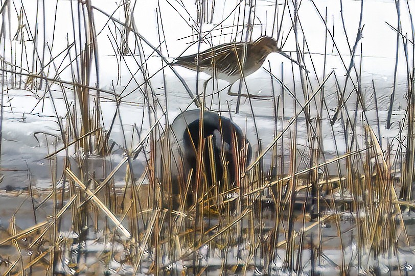 Wilson's Snipe - ML613240084