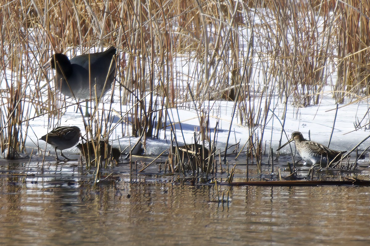 Wilson's Snipe - ML613240085