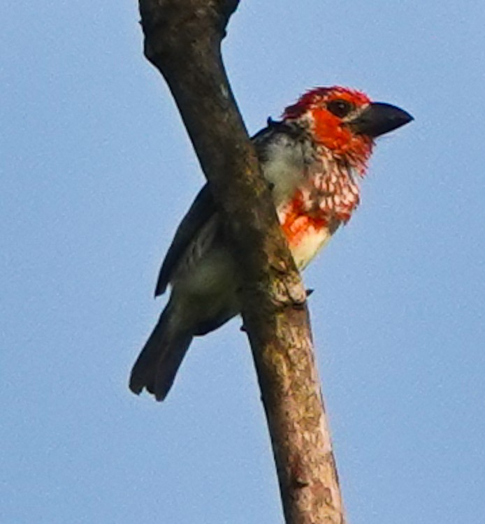 Kanlı Barbet - ML613240198