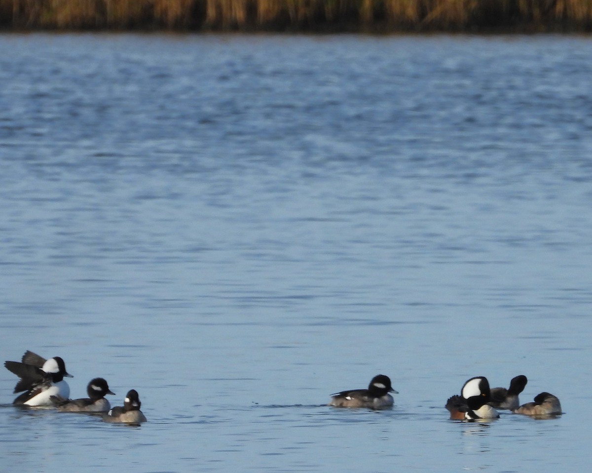 Bufflehead - ML613240304