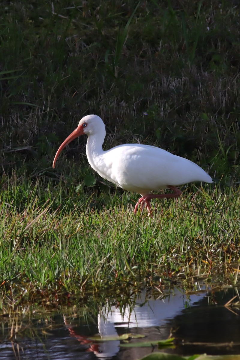 White Ibis - Margaret Viens