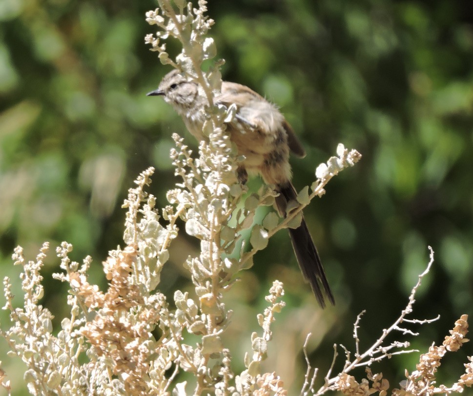 Plain-mantled Tit-Spinetail (berlepschi) - Daniel Briceño