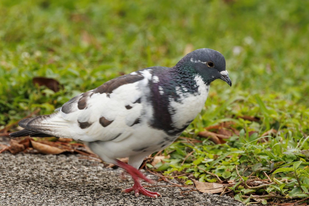 Rock Pigeon (Feral Pigeon) - Patty and Pedro Gómez