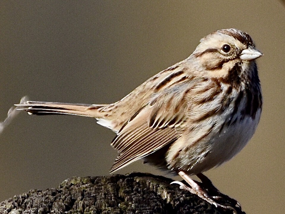 Song Sparrow - Jason C. Martin