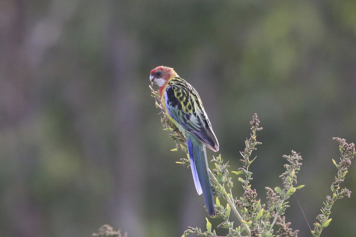 Eastern Rosella - ML613240407