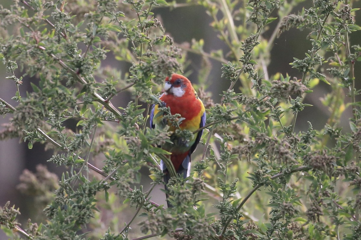 Eastern Rosella - ML613240408