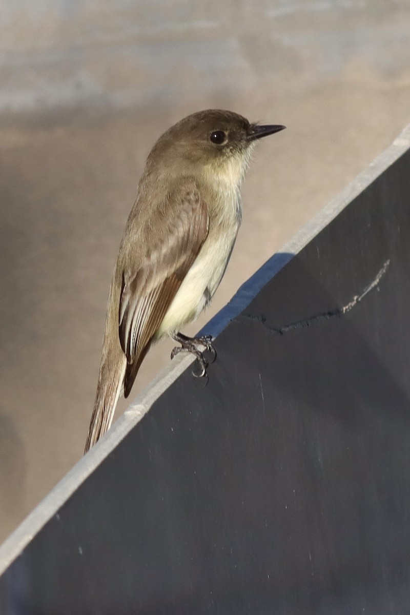 Eastern Phoebe - Margaret Viens