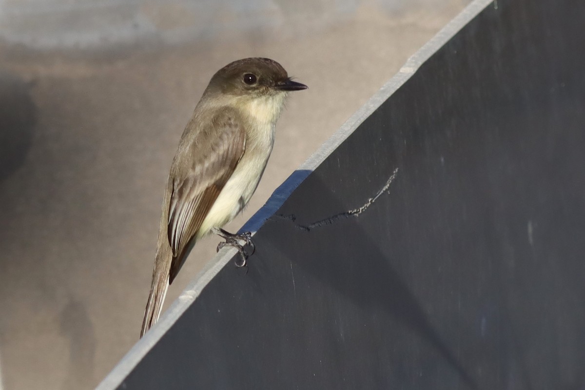 Eastern Phoebe - ML613240478