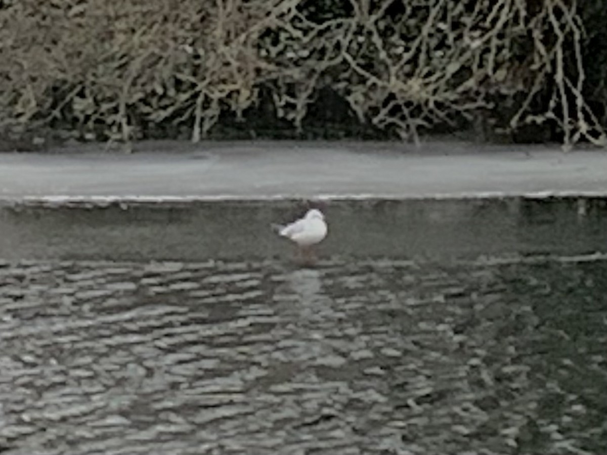 Black-headed Gull - Baxter Naday