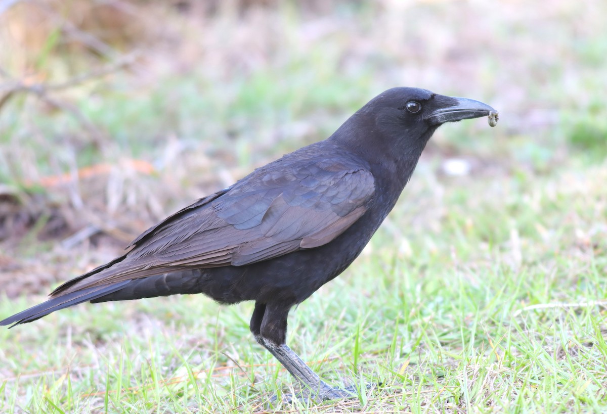 American Crow - ML613240568