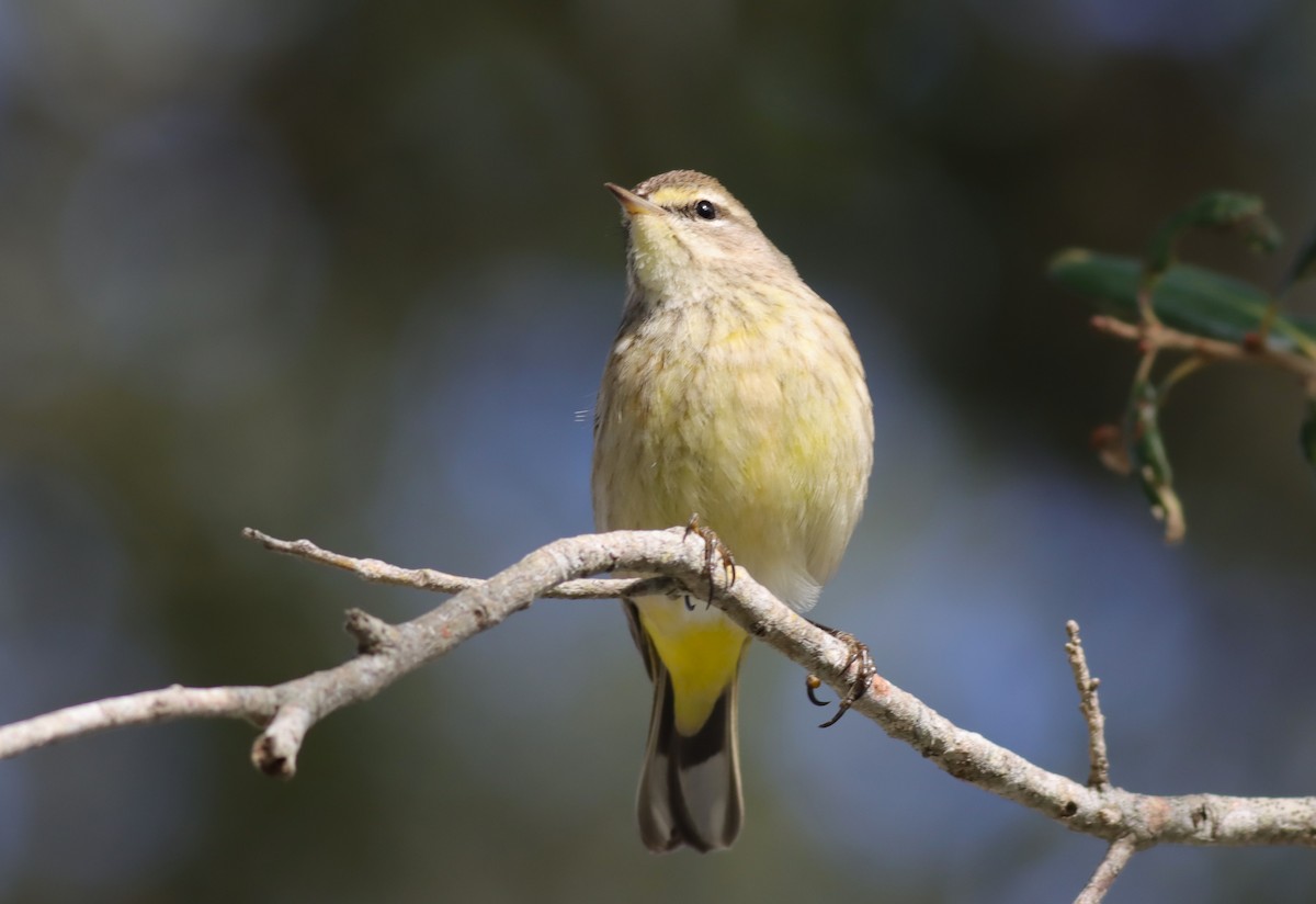 Palm Warbler - ML613240602