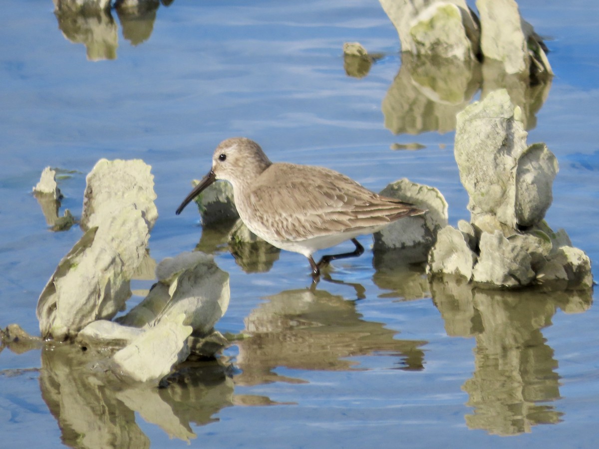 Dunlin - ML613240604