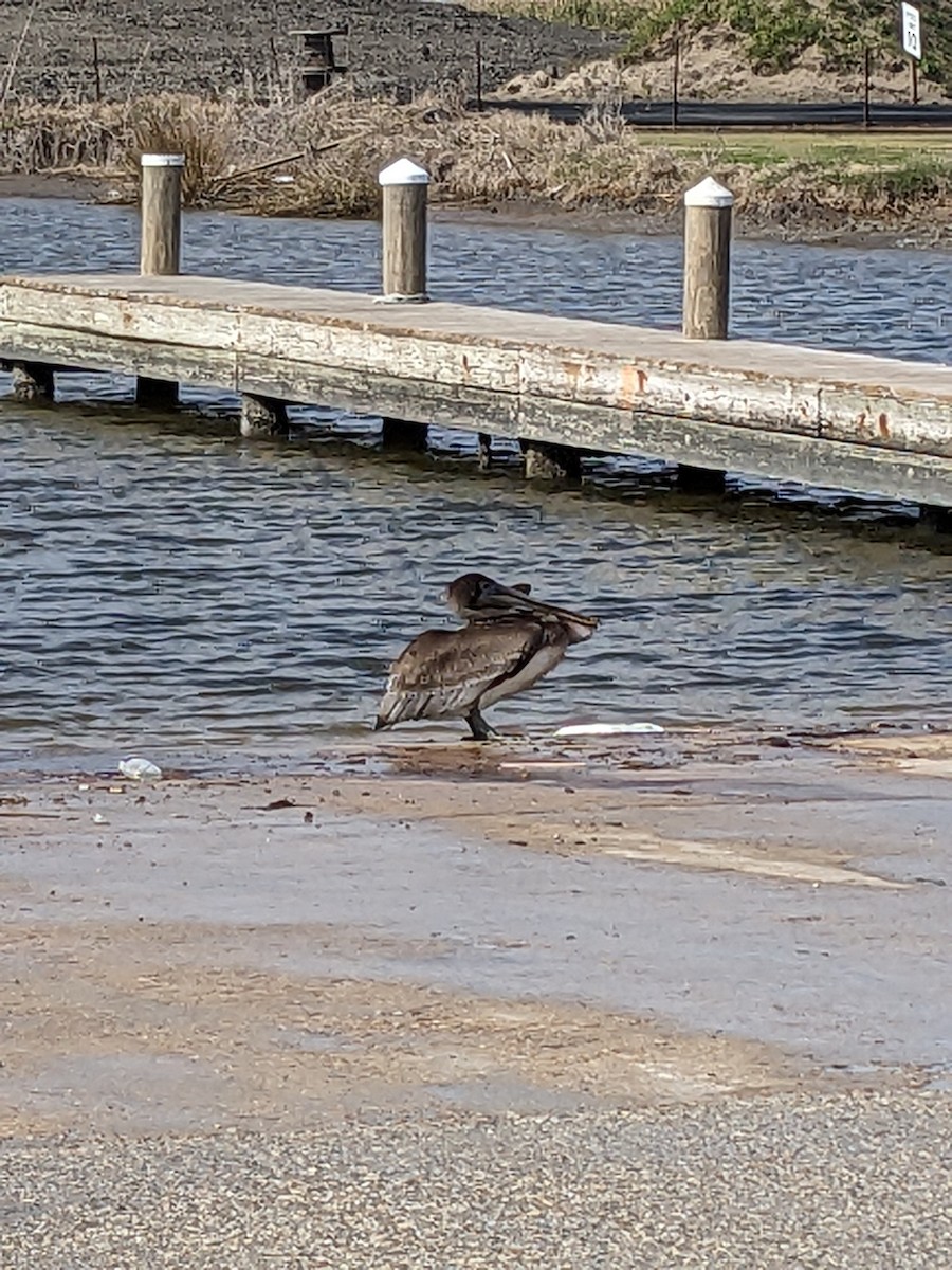 Brown Pelican - ML613240648