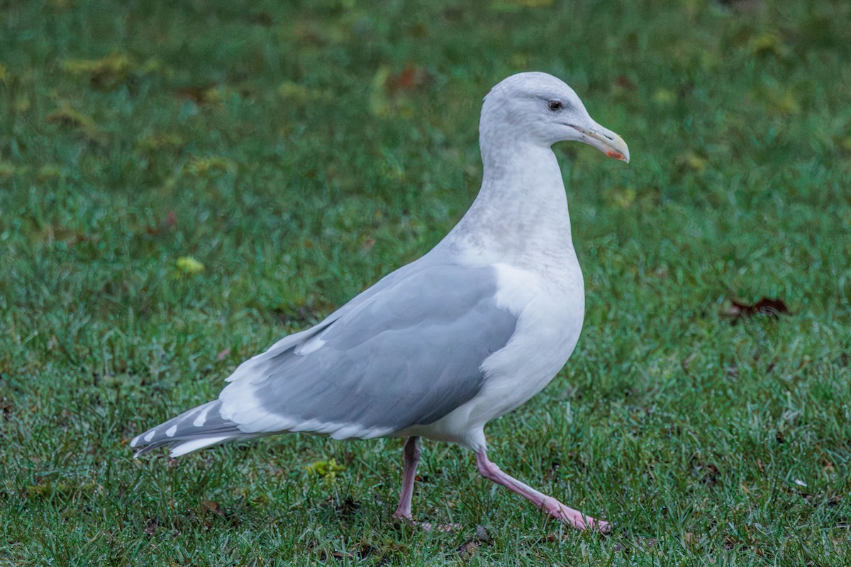 Glaucous-winged Gull - ML613240701