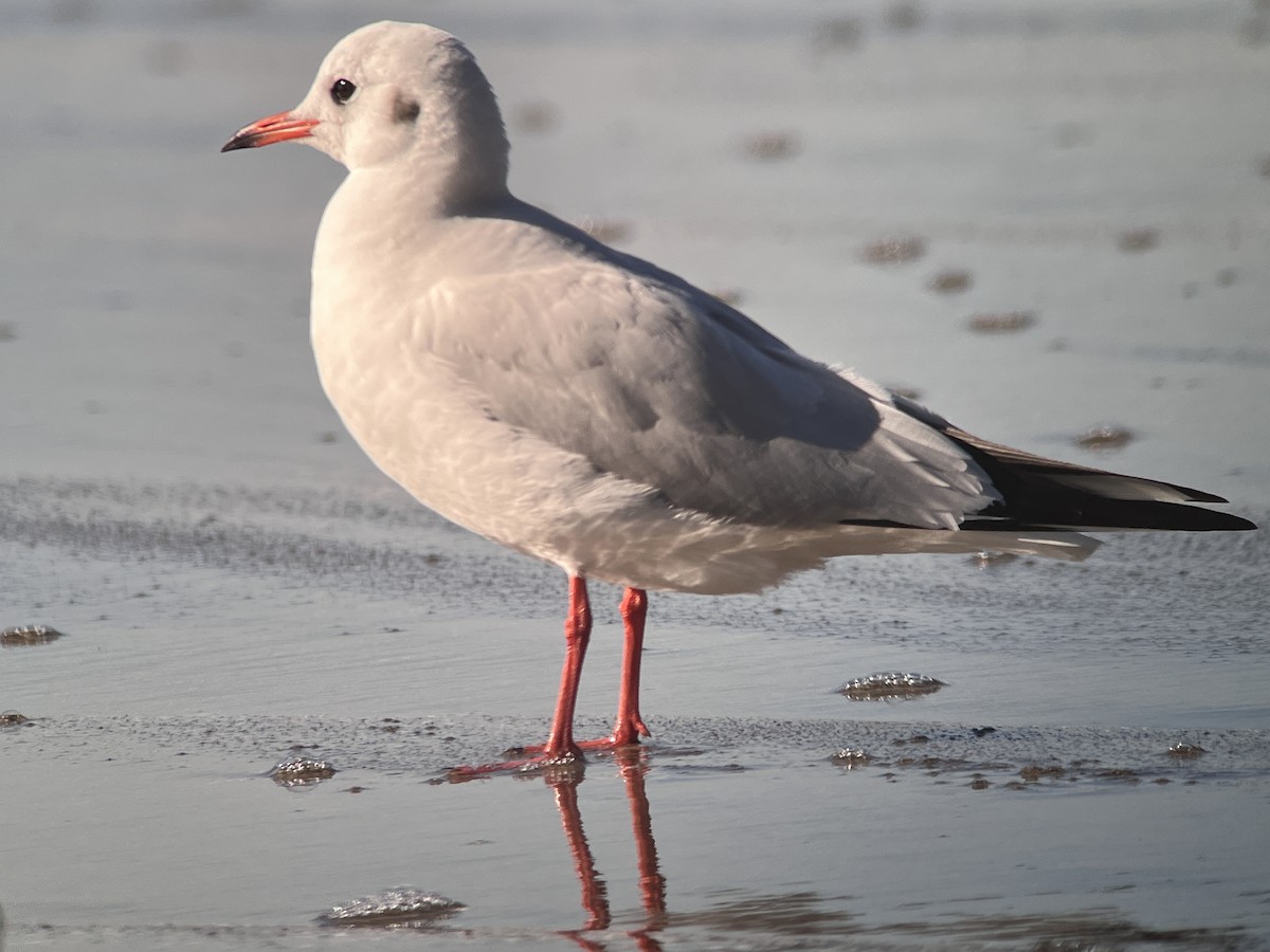 Mouette rieuse - ML613240747