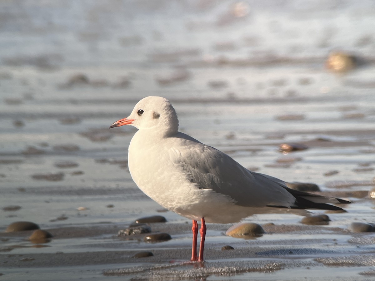 Black-headed Gull - ML613240748