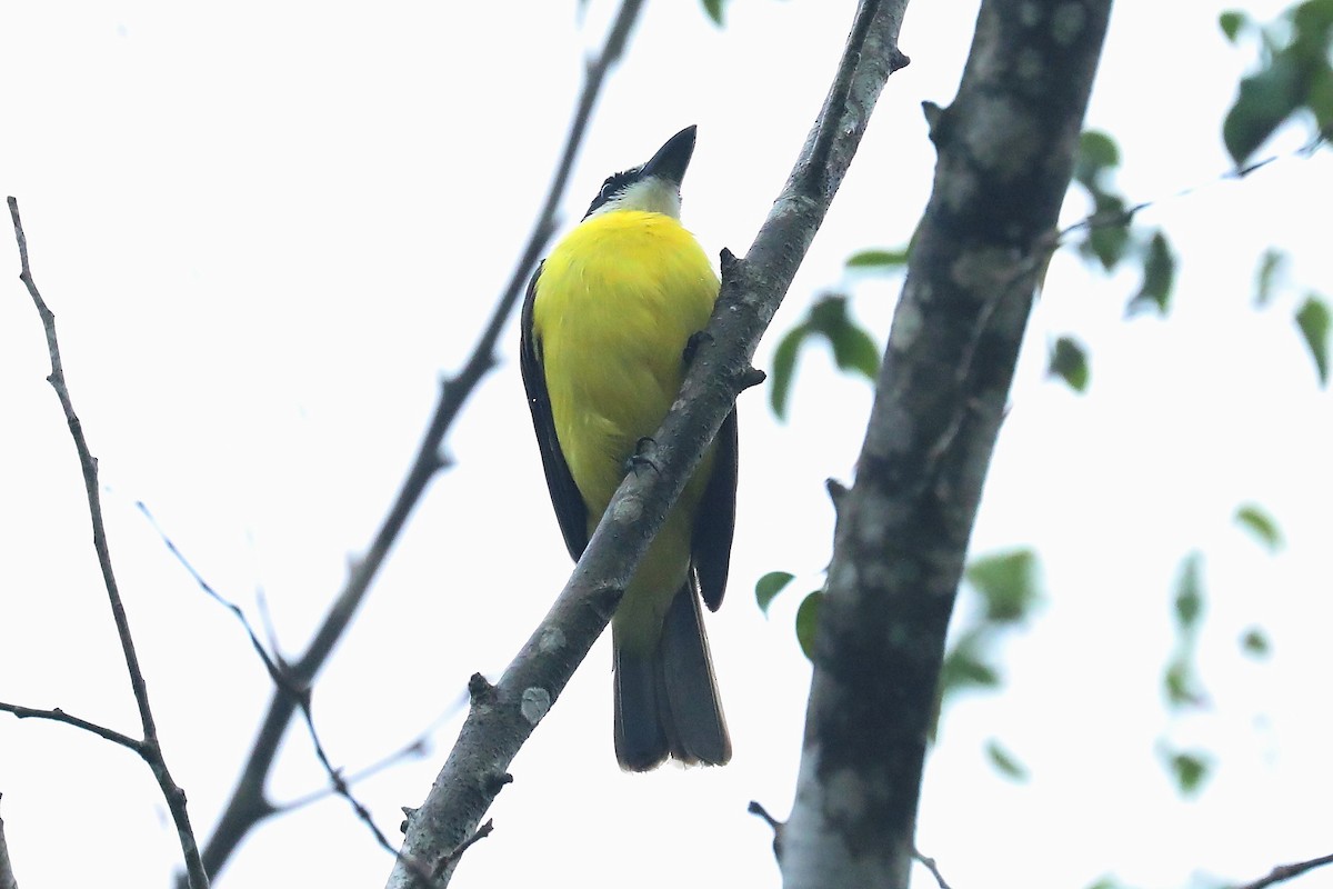 Boat-billed Flycatcher - ML613240863