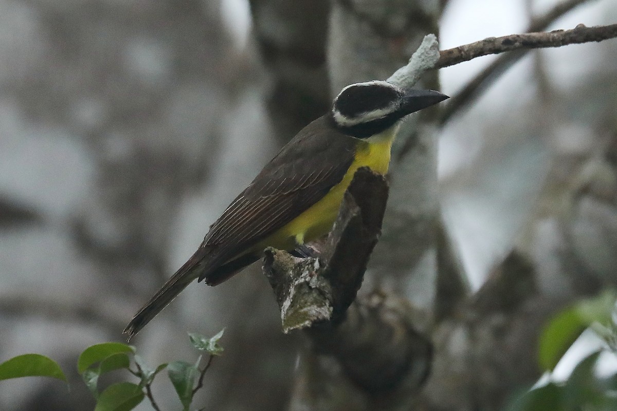 Boat-billed Flycatcher - ML613240868
