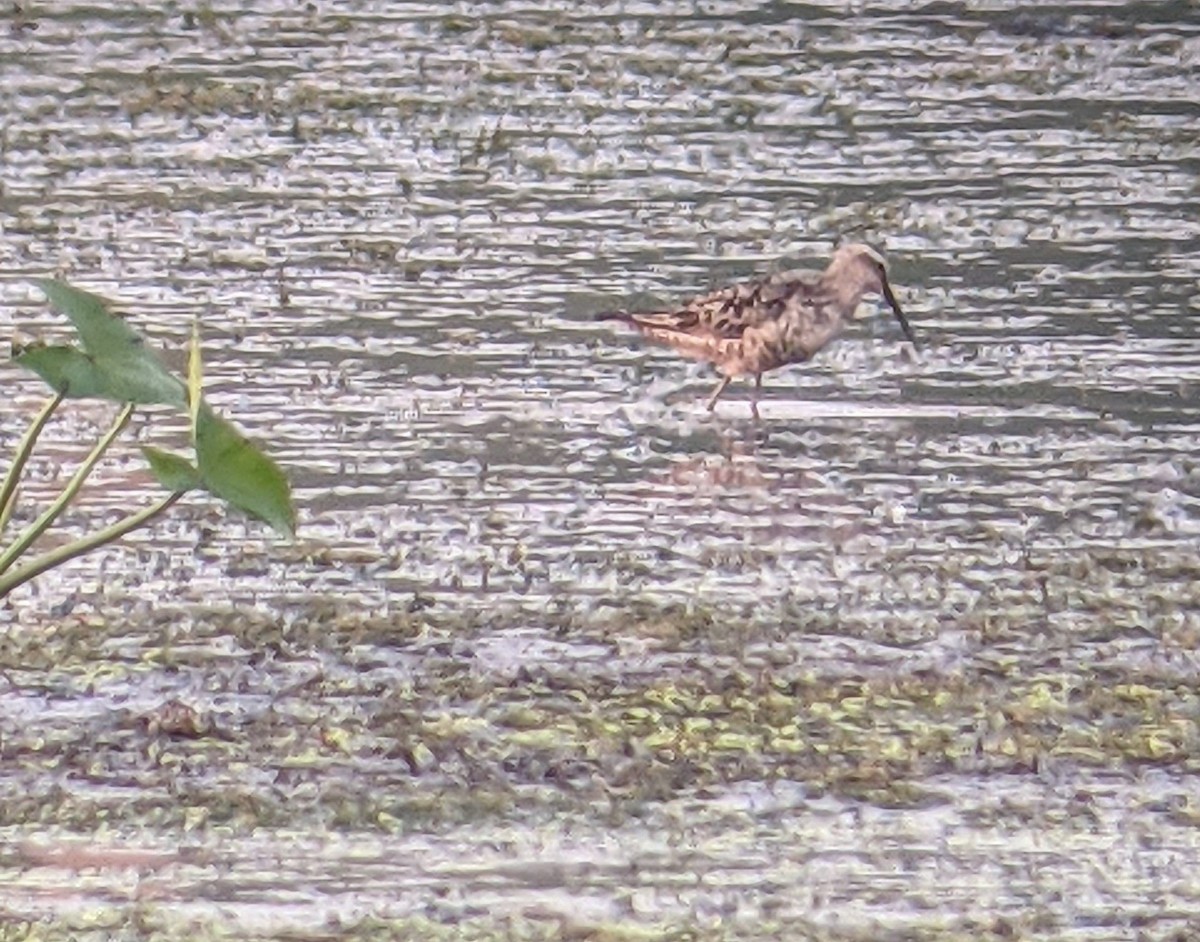 Stilt Sandpiper - ML613240909