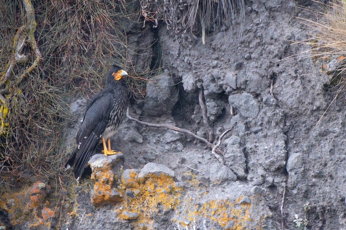 Caracara caronculé - ML613240985