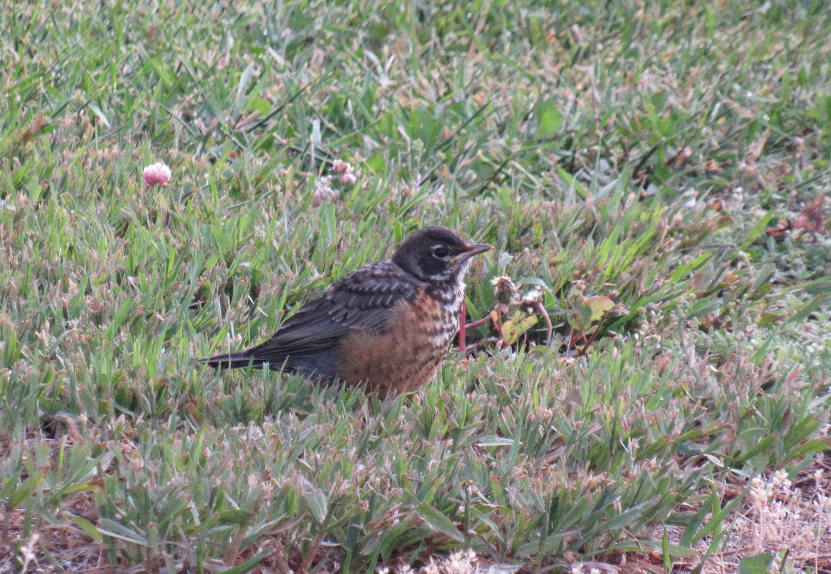 American Robin - ML61324111