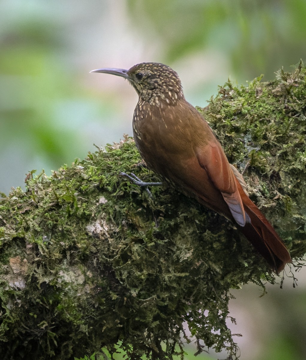 Trepatroncos Coronipunteado (affinis/lignicida) - ML613241154