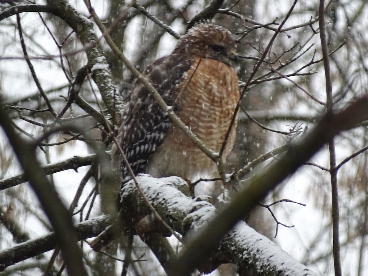 Red-shouldered Hawk - ML613241178