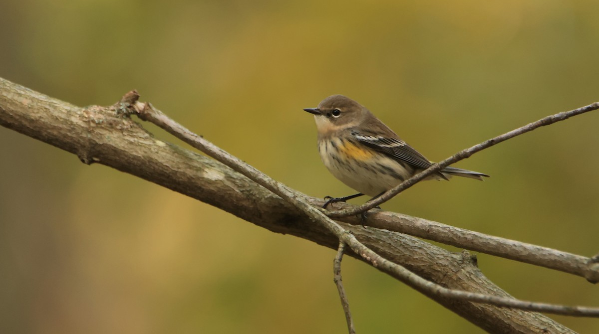 Yellow-rumped Warbler - ML613241274