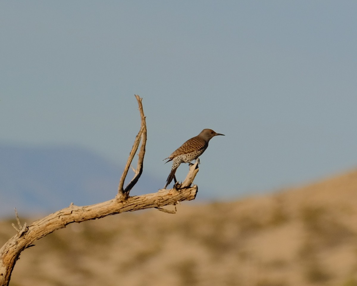 Northern Flicker - ML613241327