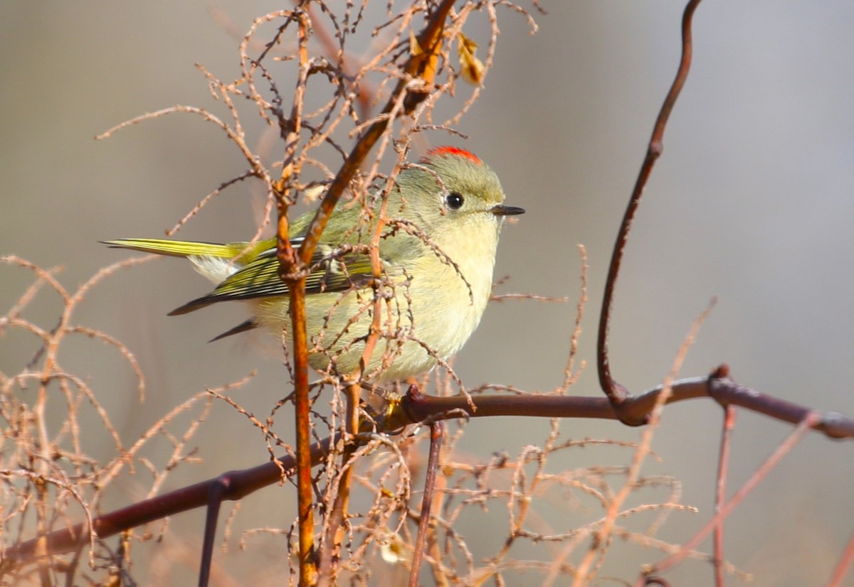 Ruby-crowned Kinglet - ML613241329