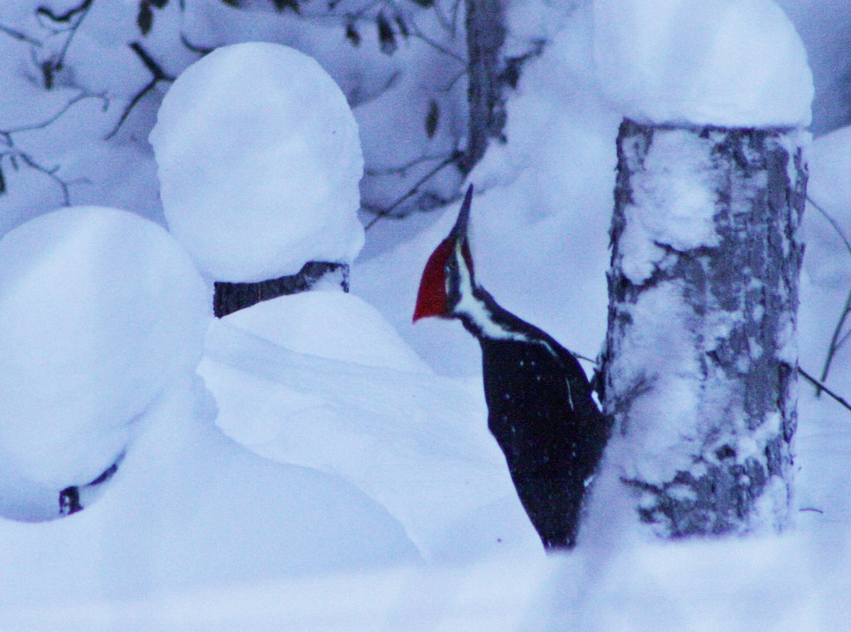 Pileated Woodpecker - ML613241381