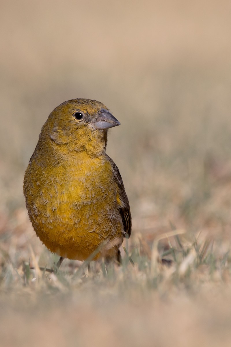 Посвірж оливковий - ML613241433