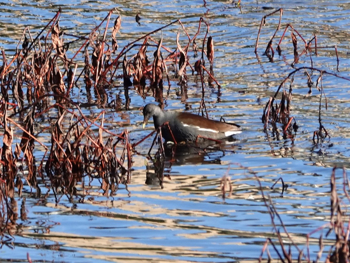 Common Gallinule - Norman Uyeda