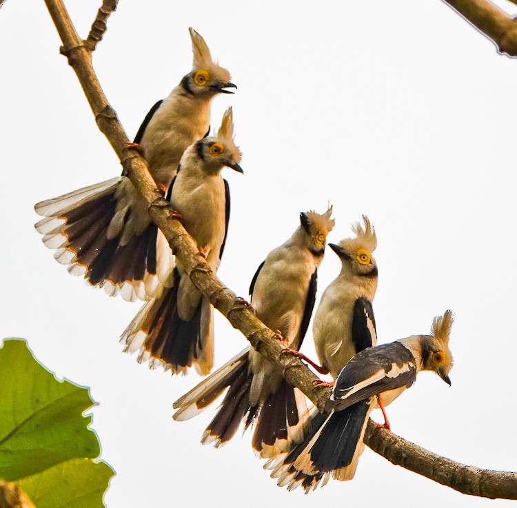 White Helmetshrike - Arden Anderson