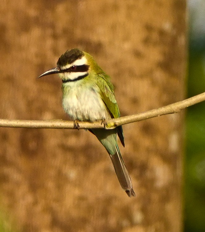 White-throated Bee-eater - ML613241616