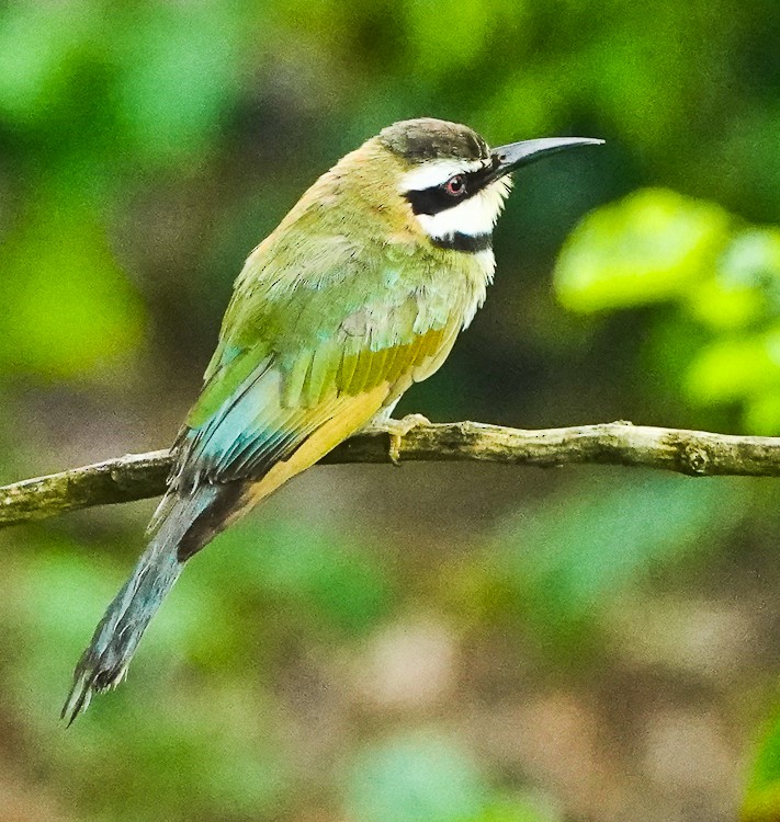 White-throated Bee-eater - ML613241617